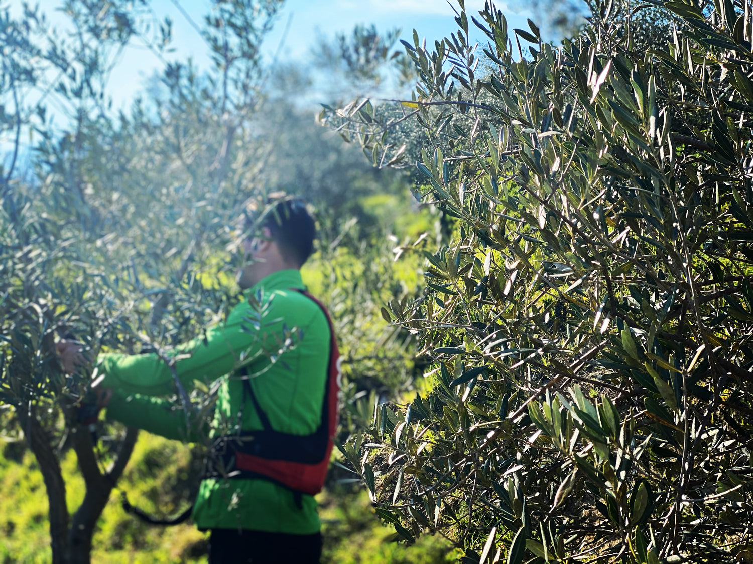 GREGOR LISJAK cutting trees